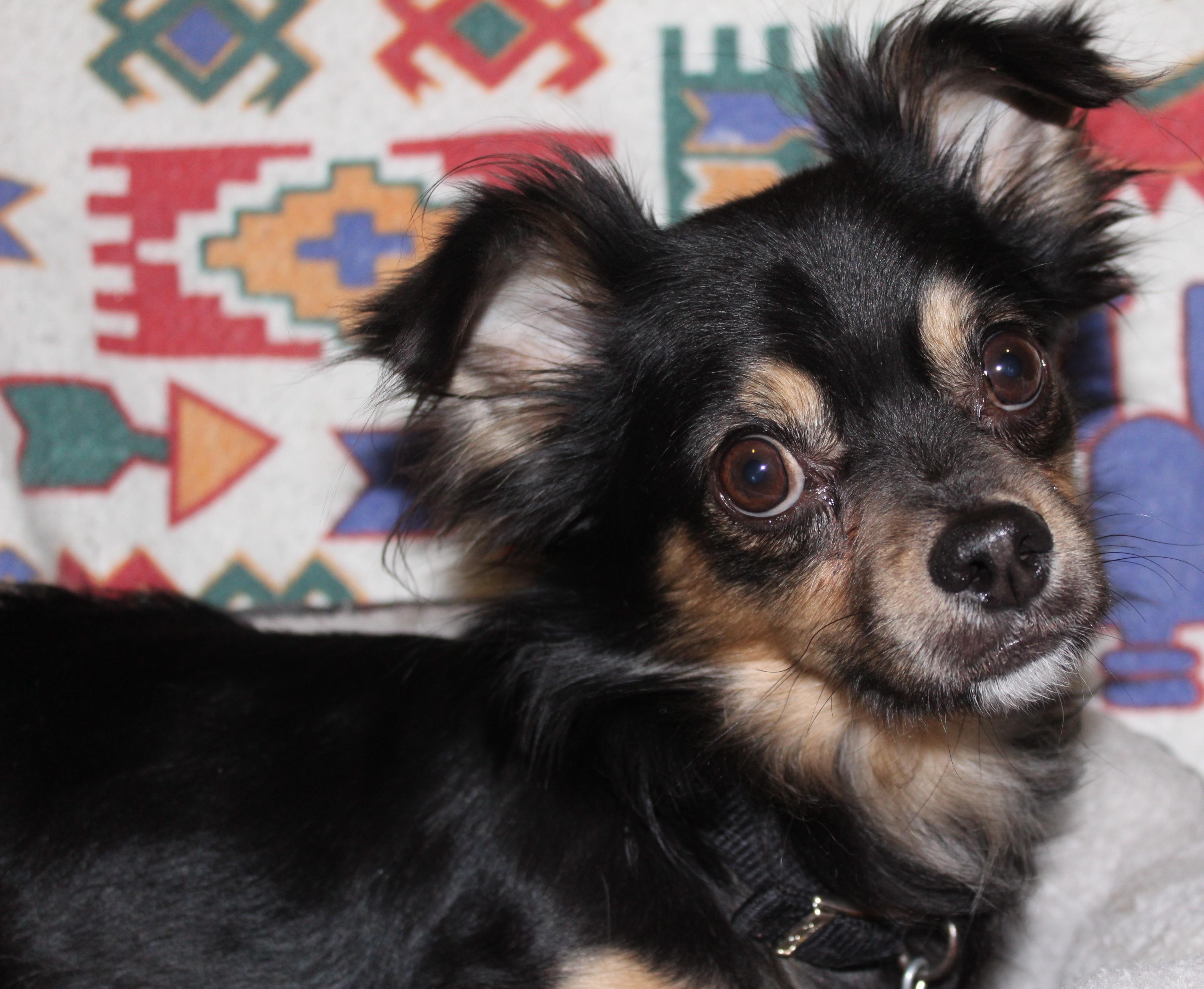 Enlarge Charlie, an adopted mixed breed in Huron, SD image 4/4