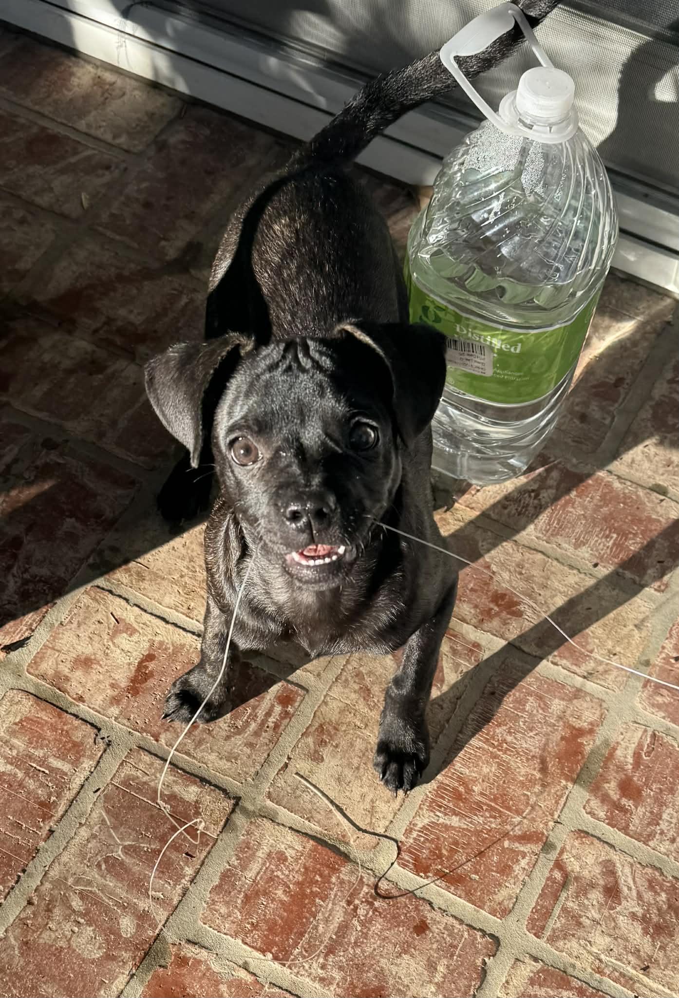 Enlarge Libra, a ADOPTABLE French Bulldog in Riverside, CA image 3/4