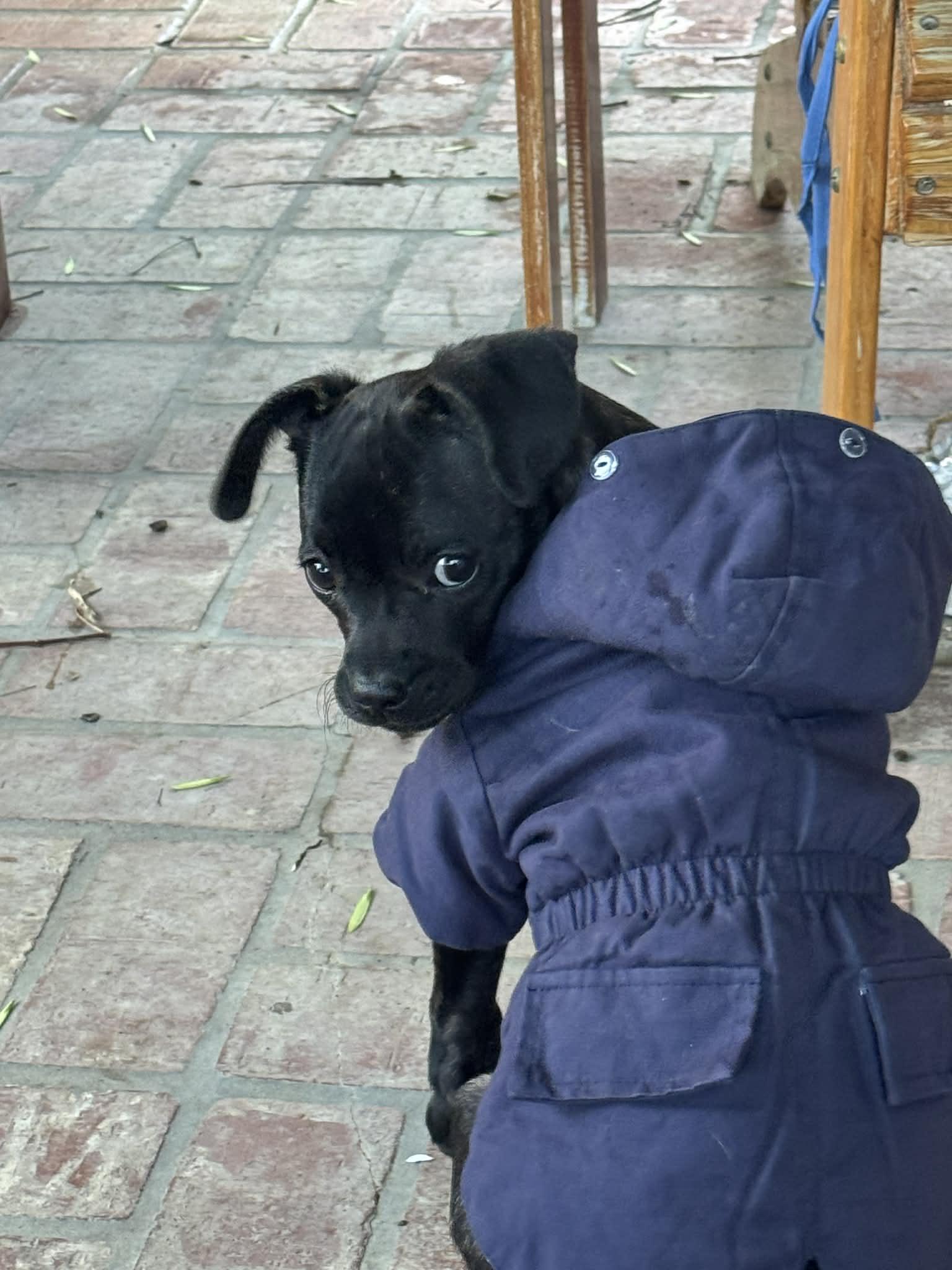 Enlarge Libra, a ADOPTABLE French Bulldog in Riverside, CA image 2/4