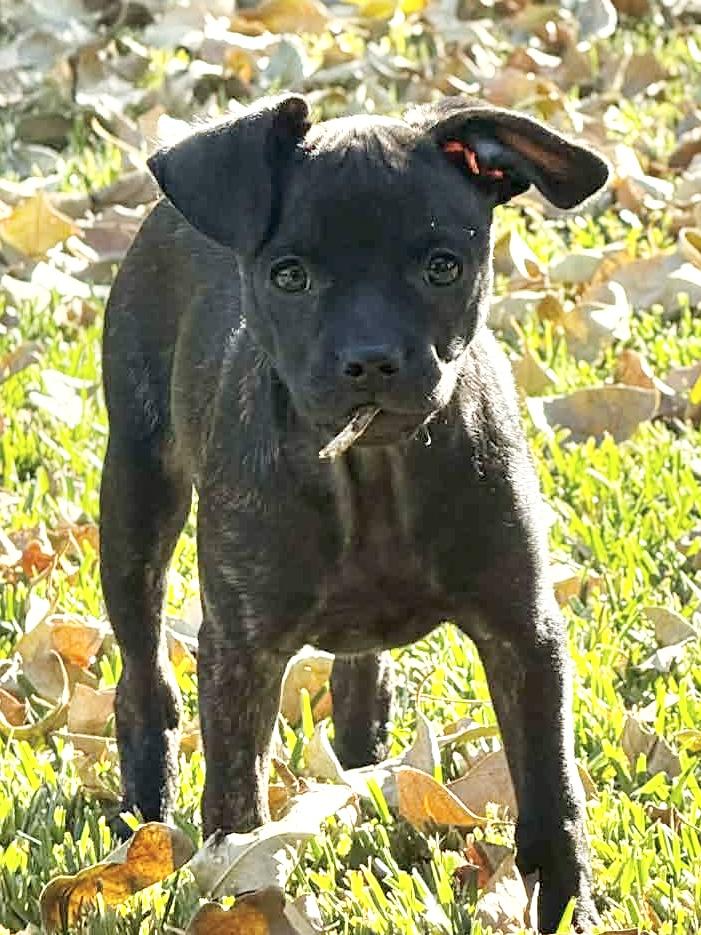 Enlarge Libra, a ADOPTABLE French Bulldog in Riverside, CA image 4/4