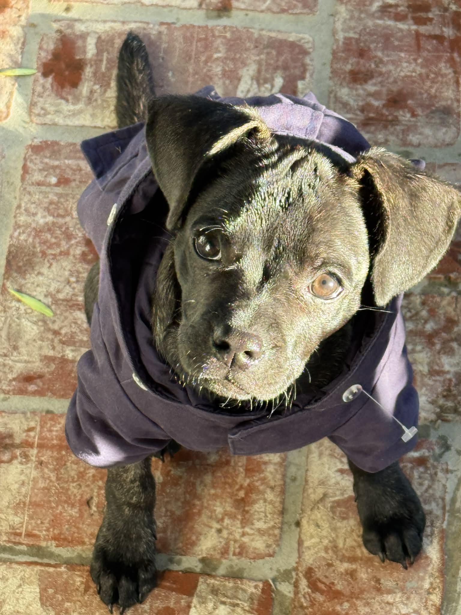 Libra, ADOPTABLE, Puppy Female French Bulldog.