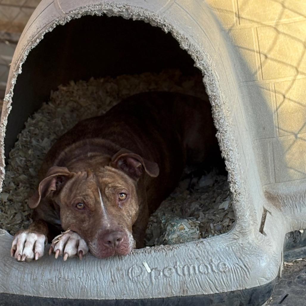 Enlarge Maizel, a Adoptable mixed breed in Stephenville, TX image 1/6