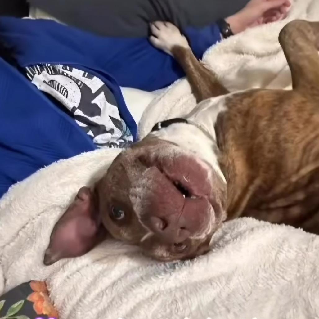 Enlarge Maizel, a Adoptable mixed breed in Stephenville, TX image 2/6