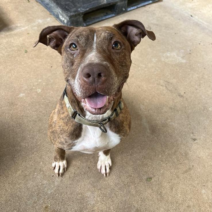 Enlarge Maizel, a Adoptable mixed breed in Stephenville, TX image 3/6