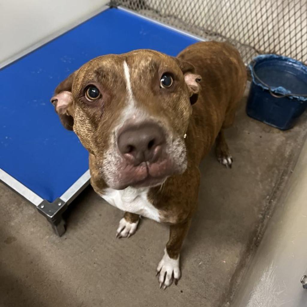 Enlarge Maizel, a Adoptable mixed breed in Stephenville, TX image 5/6