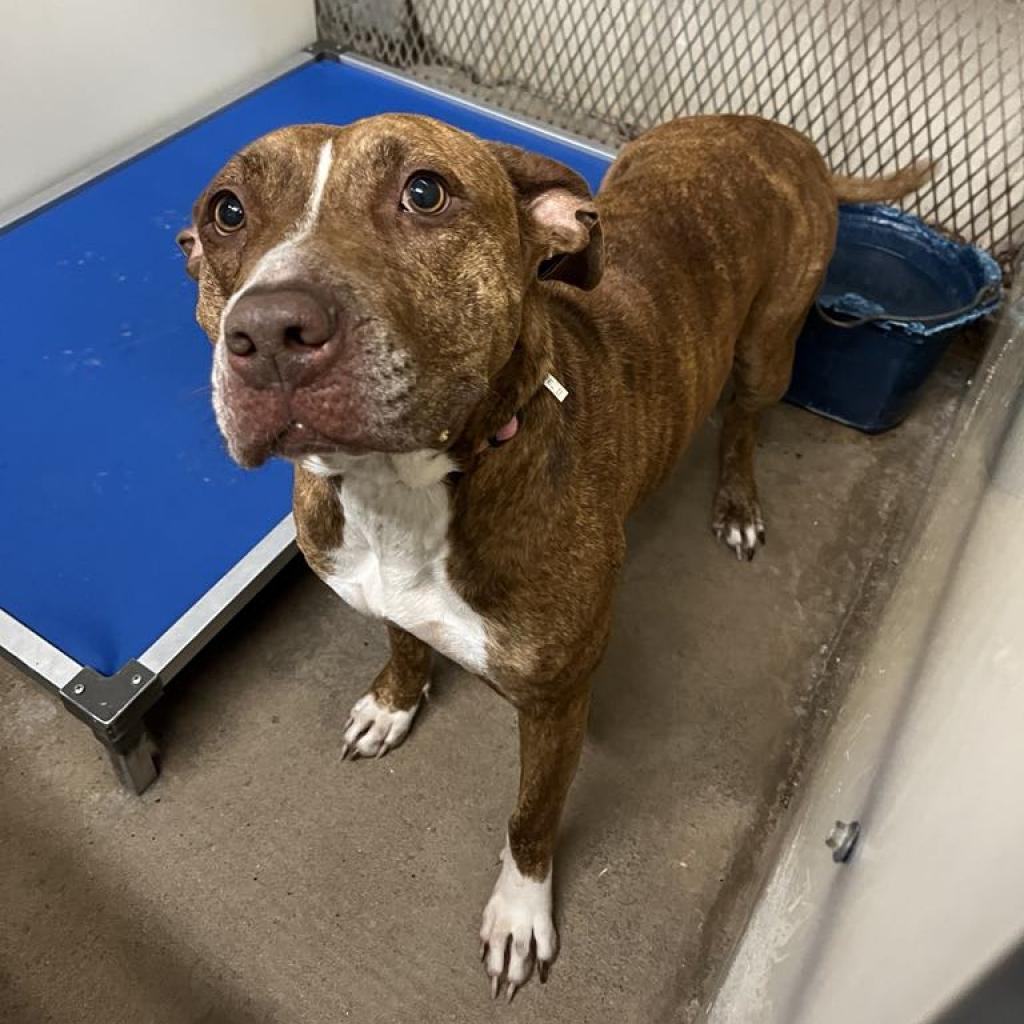 Enlarge Maizel, a Adoptable mixed breed in Stephenville, TX image 6/6