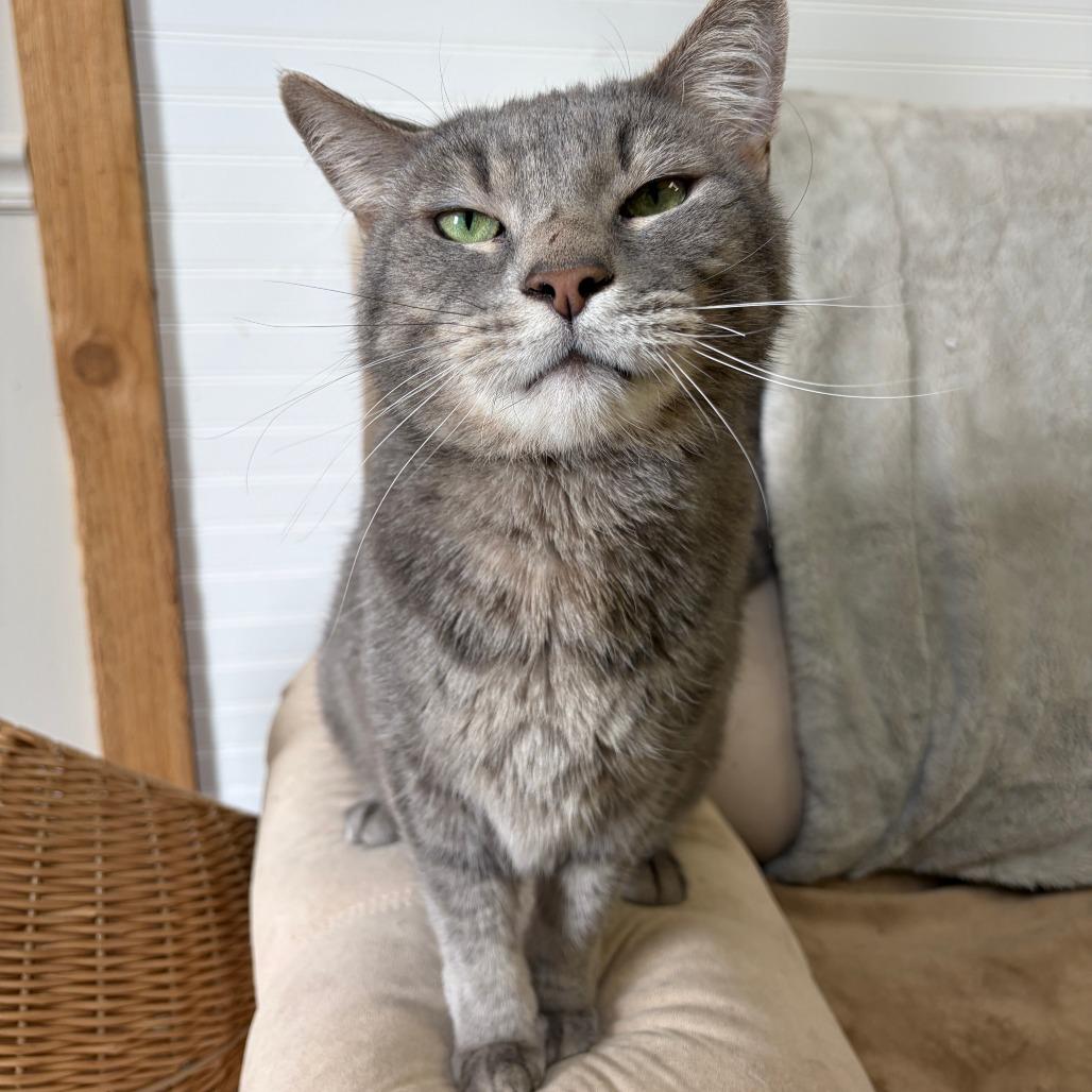 Toby, Adoptable, Adult Male Domestic Short Hair.