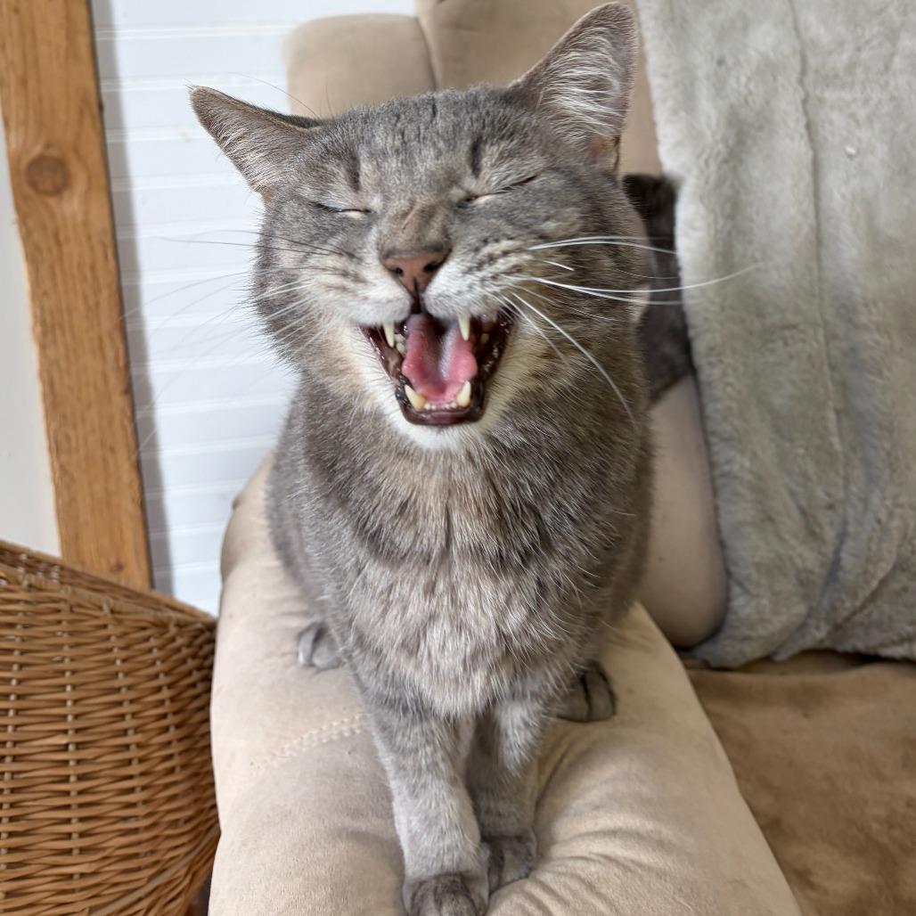 Toby, a Adoptable Domestic Short Hair in Bloomington, IL image 2/6