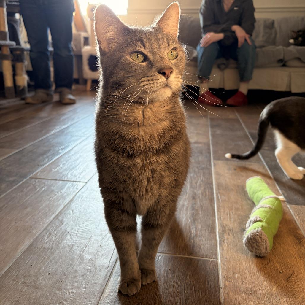 Toby, a Adoptable Domestic Short Hair in Bloomington, IL image 3/6