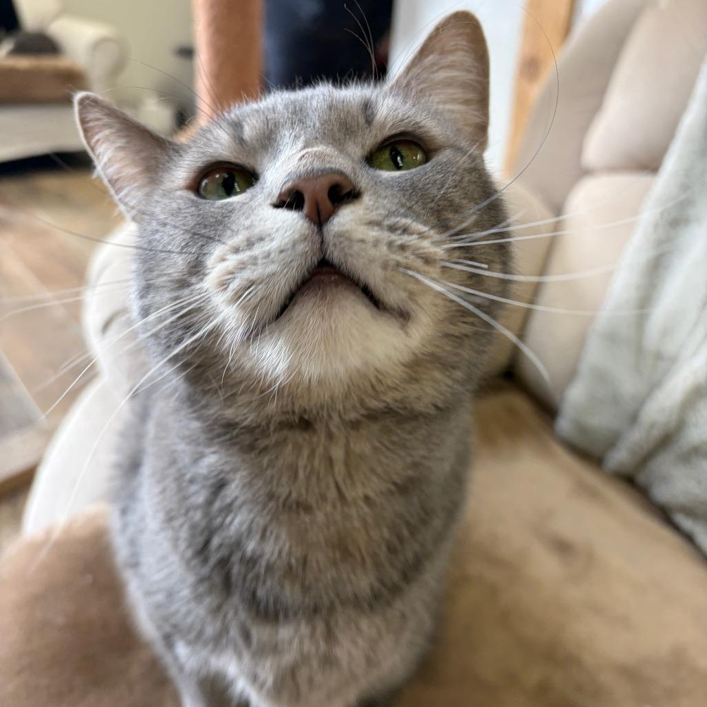 Toby, a Adoptable Domestic Short Hair in Bloomington, IL image 4/6