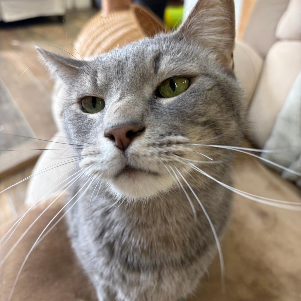 Toby, a Adoptable Domestic Short Hair in Bloomington, IL image 5/6