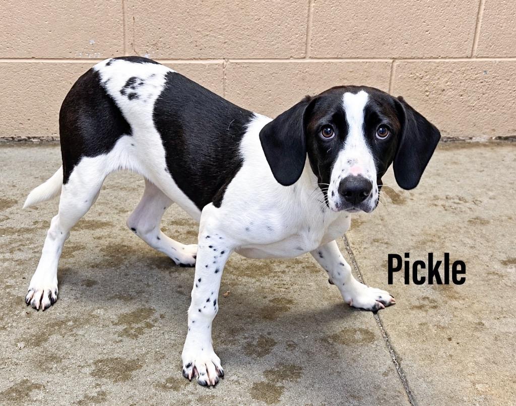 Pickle, Adoptable, Puppy Female Hound & Labrador Retriever.