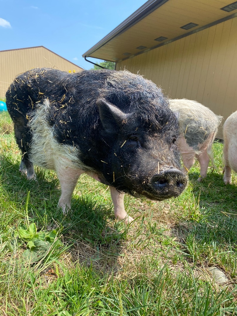 Mabel, a Adoptable Pot Bellied in Ravenna, OH image 1/10