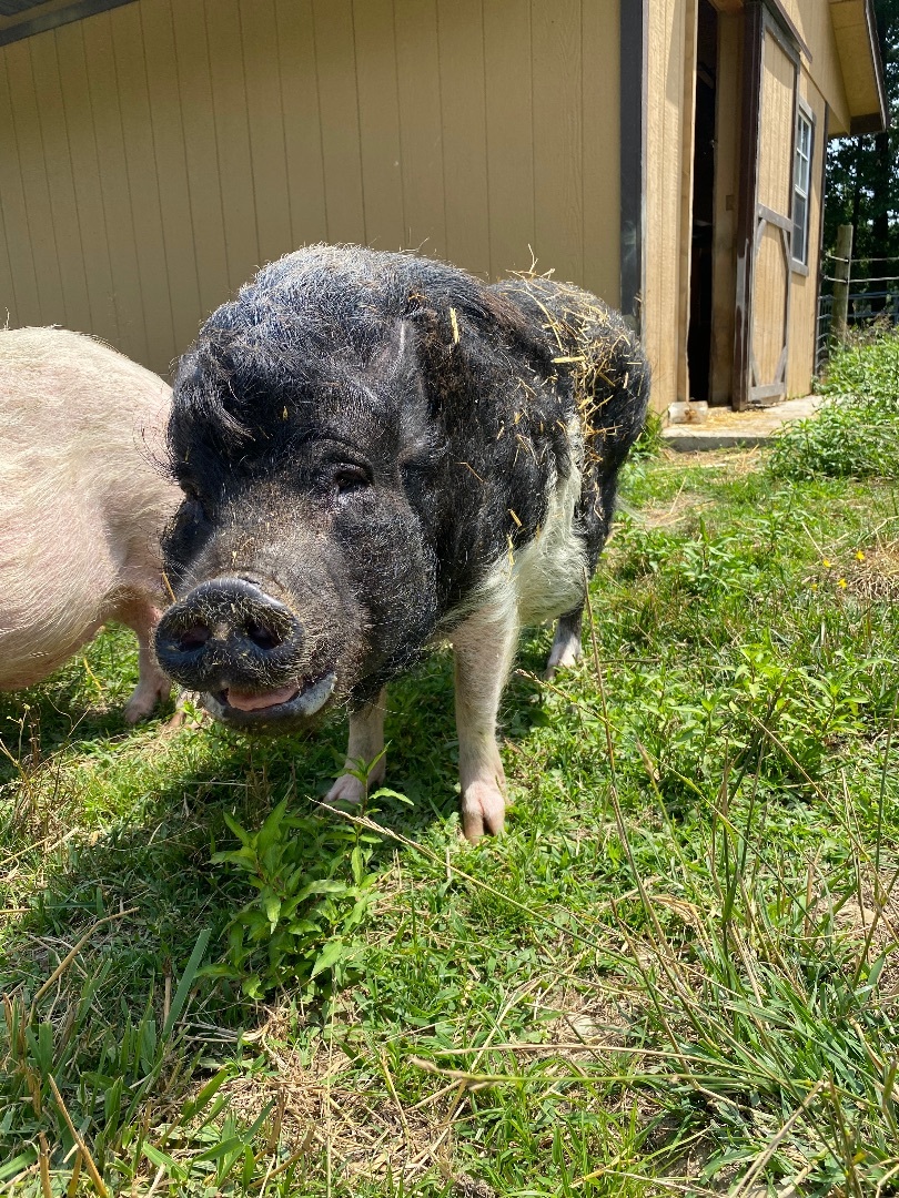 Enlarge Mabel, a Adoptable Pot Bellied in Ravenna, OH image 8/10