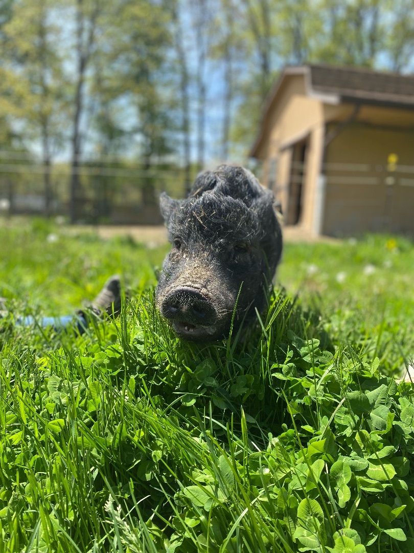 Enlarge Mabel, a Adoptable Pot Bellied in Ravenna, OH image 9/10
