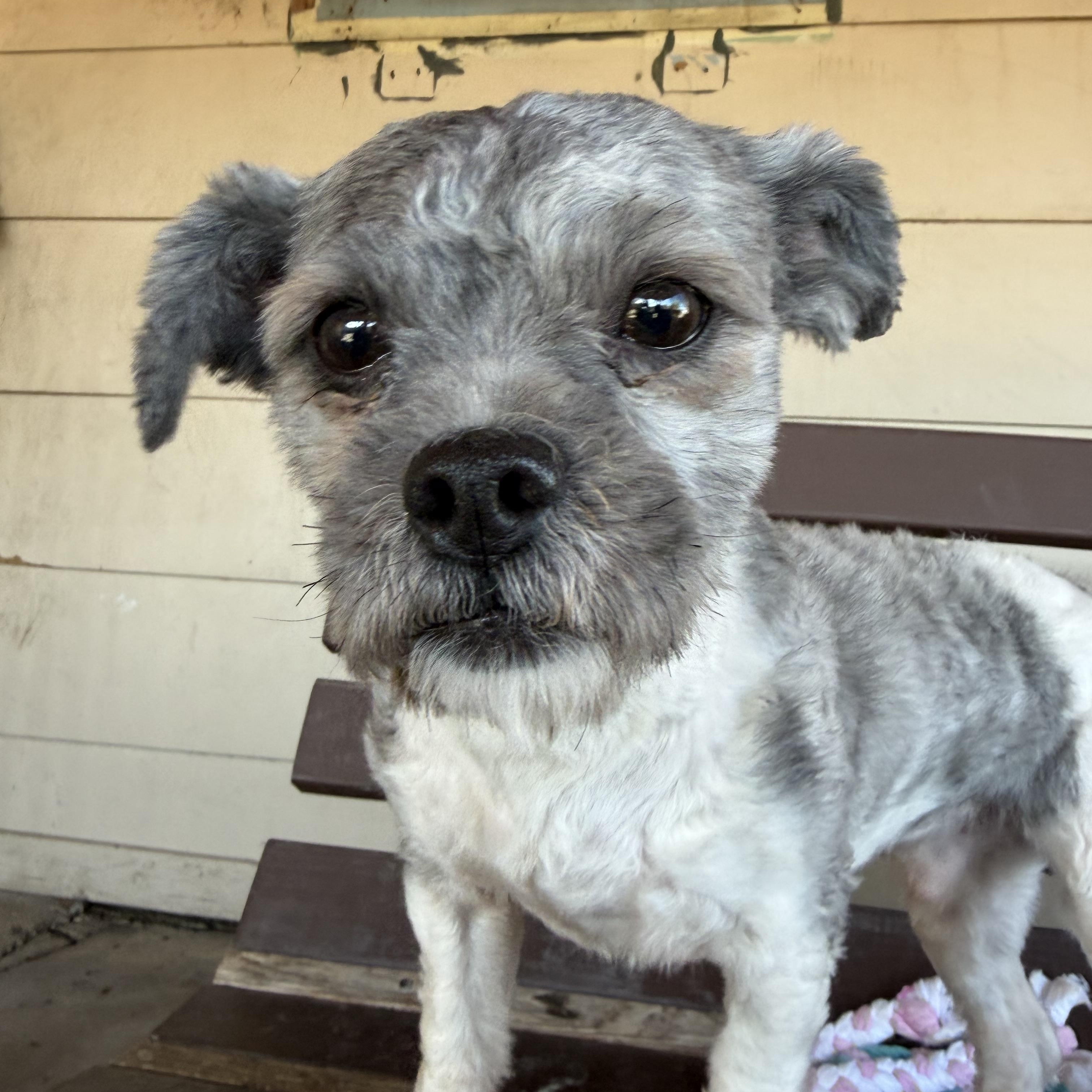 Cricket, Adopted, Adult Male Maltese & Shih Tzu.