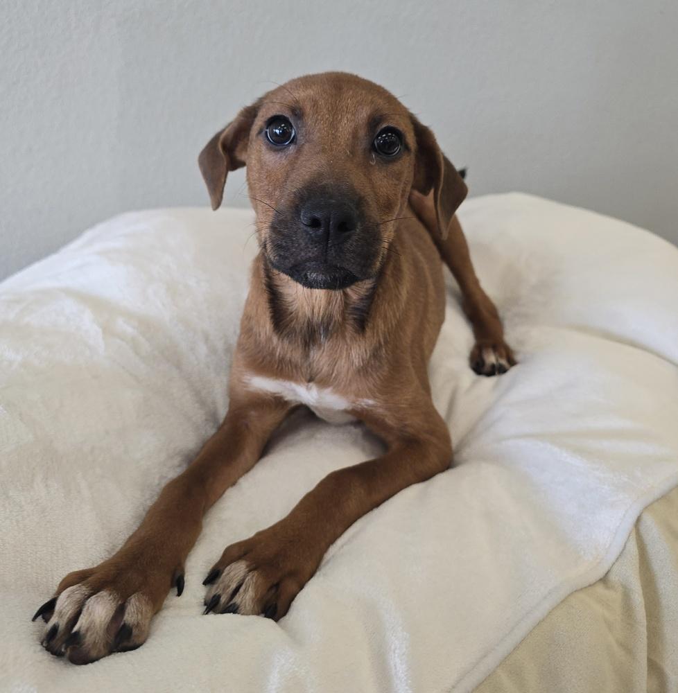 Enlarge Peanut Butter, a Adoptable mixed breed in Sedalia, CO image 1/4