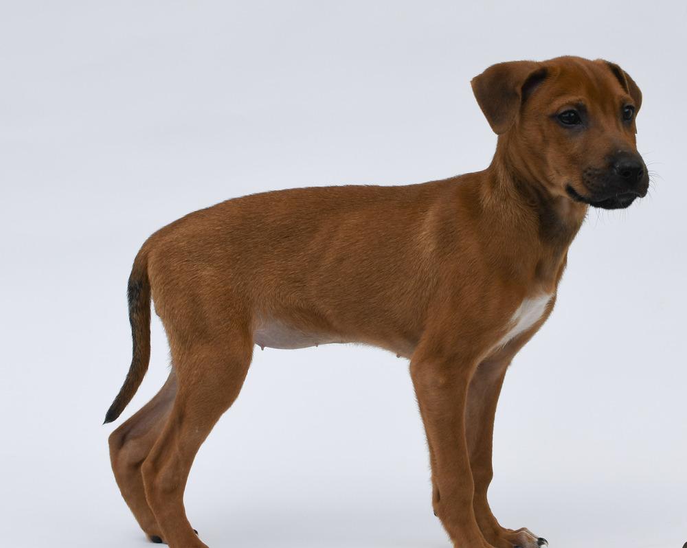 Enlarge Peanut Butter, a Adoptable mixed breed in Sedalia, CO image 2/4