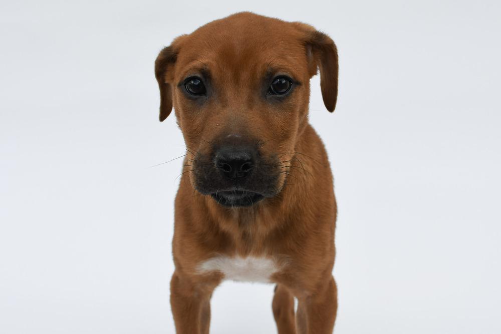 Enlarge Peanut Butter, a Adoptable mixed breed in Sedalia, CO image 4/4