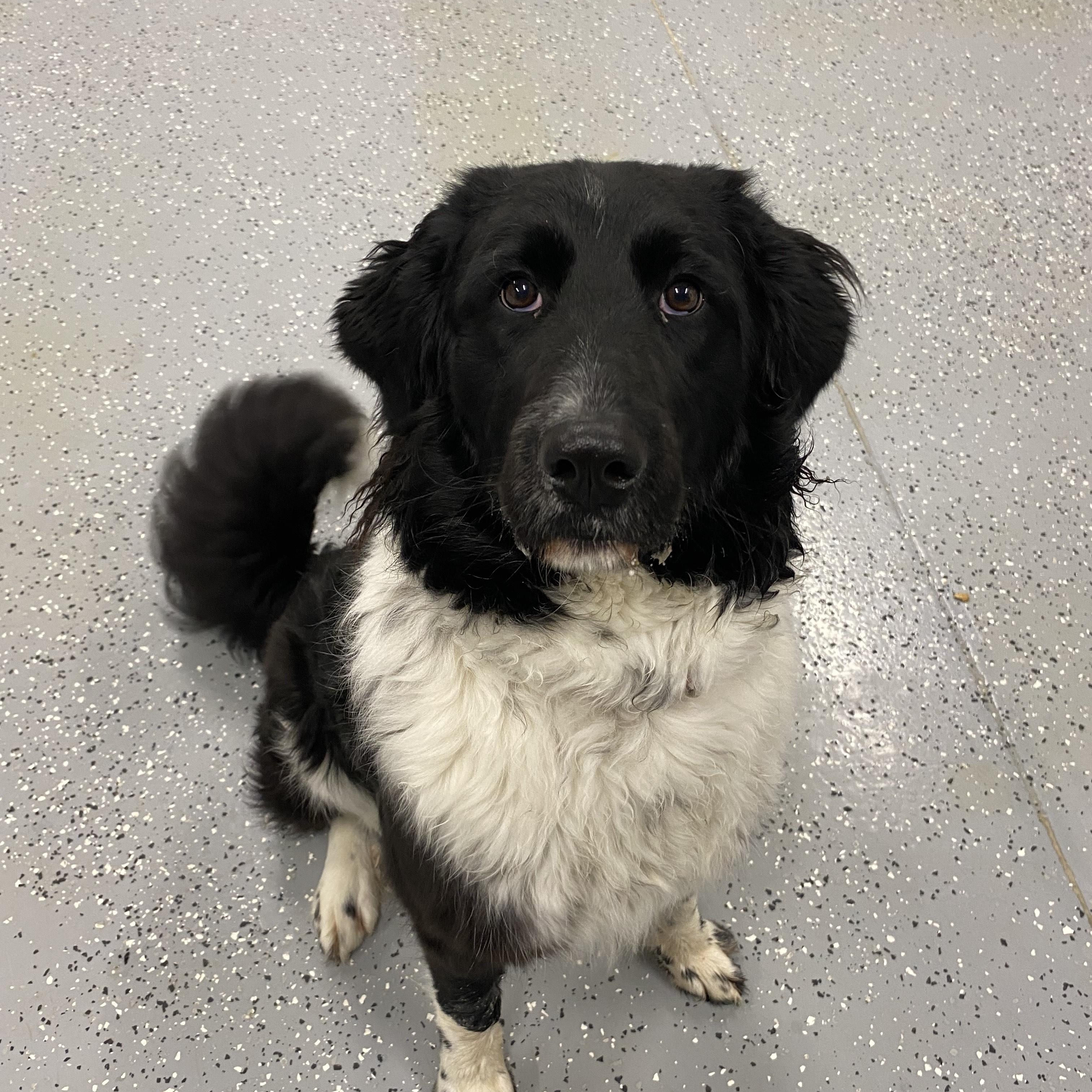 Maggie, ADOPTABLE, Young Female Border Collie & Great Pyrenees.