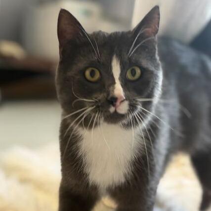 Earl Grey, a Adoptable Domestic Short Hair in Driggs, ID image 1/6