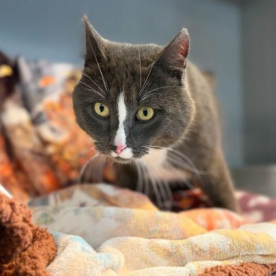 Earl Grey, Adoptable, Adult Male Domestic Short Hair.