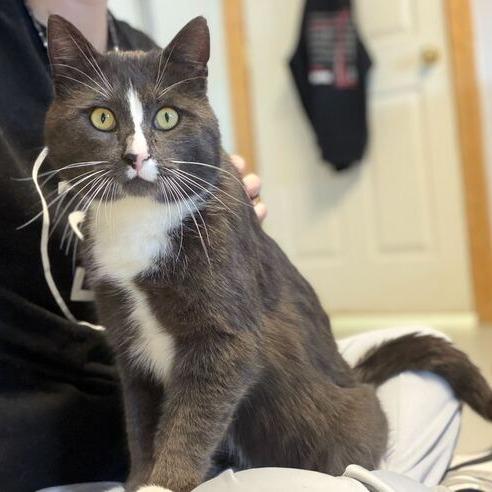 Enlarge Earl Grey, a Adoptable Domestic Short Hair in Driggs, ID image 2/3