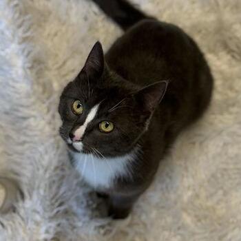 Earl Grey, a Adoptable Domestic Short Hair in Driggs, ID image 4/6