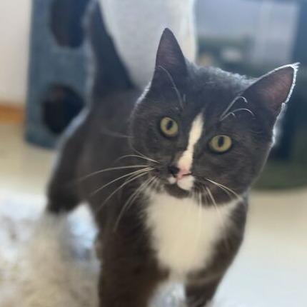 Earl Grey, a Adoptable Domestic Short Hair in Driggs, ID image 5/6