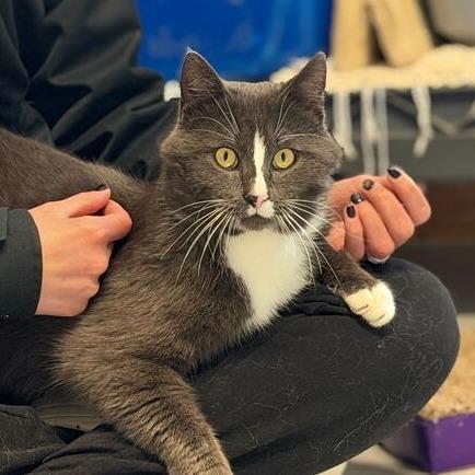 Enlarge Earl Grey, a Adoptable Domestic Short Hair in Driggs, ID image 3/3