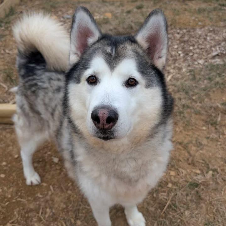 Enlarge Rocky, a Adoptable Alaskan Malamute in Waynesboro, PA image 1/5