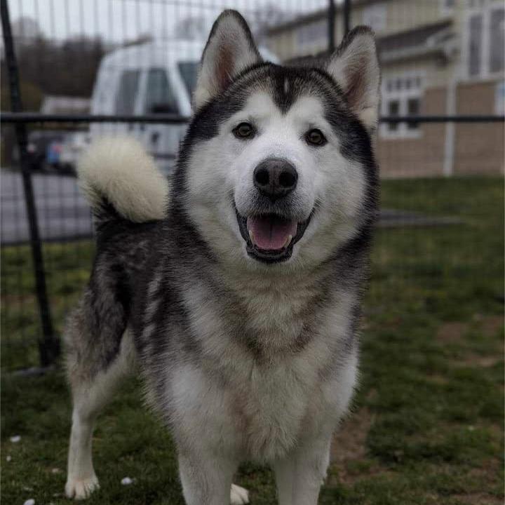 Enlarge Rocky, a Adoptable Alaskan Malamute in Waynesboro, PA image 2/5