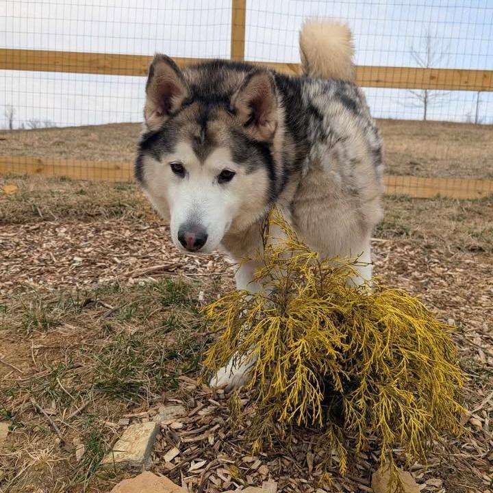 Enlarge Rocky, a Adoptable Alaskan Malamute in Waynesboro, PA image 3/5