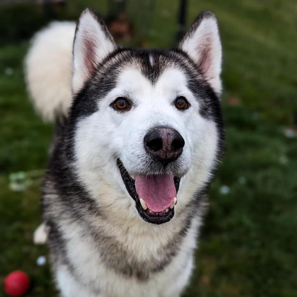 Enlarge Rocky, a Adoptable Alaskan Malamute in Waynesboro, PA image 4/5