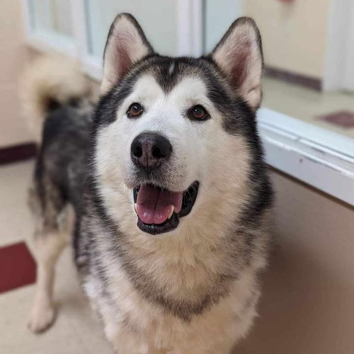 Enlarge Rocky, a Adoptable Alaskan Malamute in Waynesboro, PA image 5/5