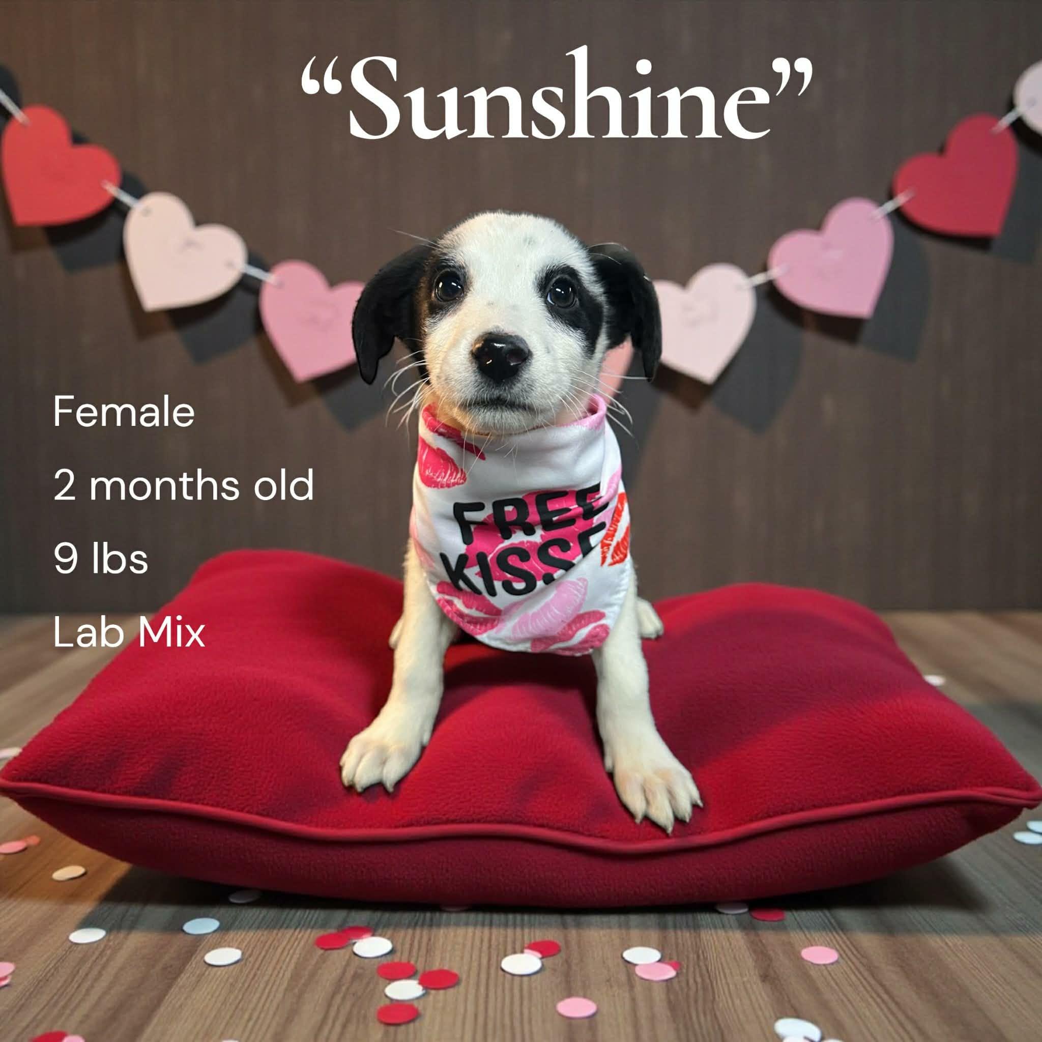 Sunshine, ADOPTABLE, Puppy Female Labrador Retriever.