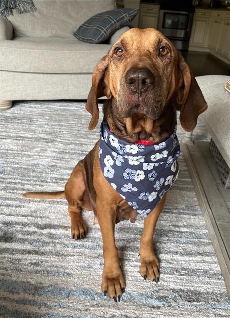 BRIDGET, Adoptable, Adult Female Bloodhound & Mixed Breed.