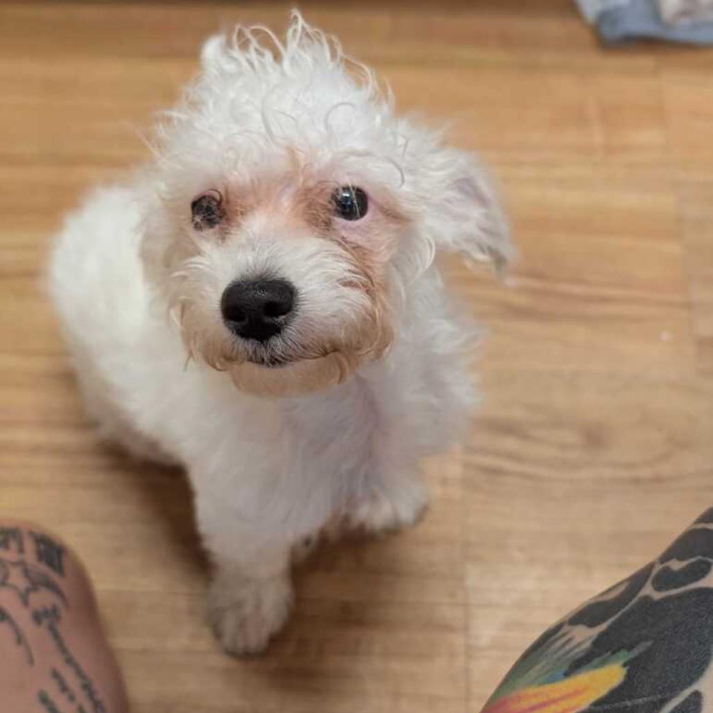 Enlarge Lime, a Adoptable mixed breed in Grand Junction, CO image 1/1