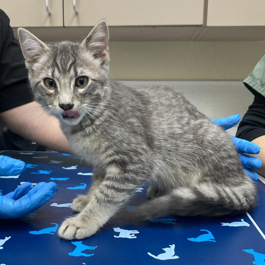 Sage Meeks, Adoptable, Kitten Male American Shorthair.