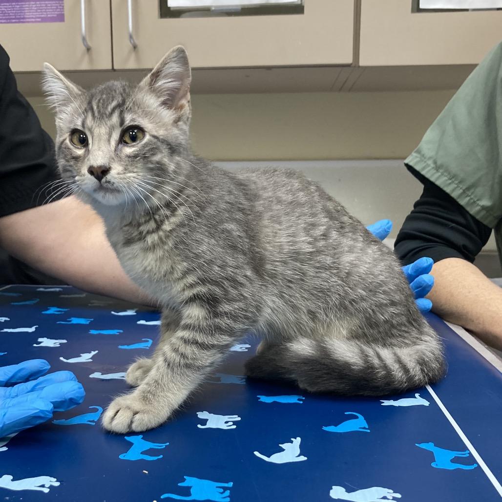 Enlarge Sage Meeks, a Adoptable American Shorthair in Galveston, TX image 2/2