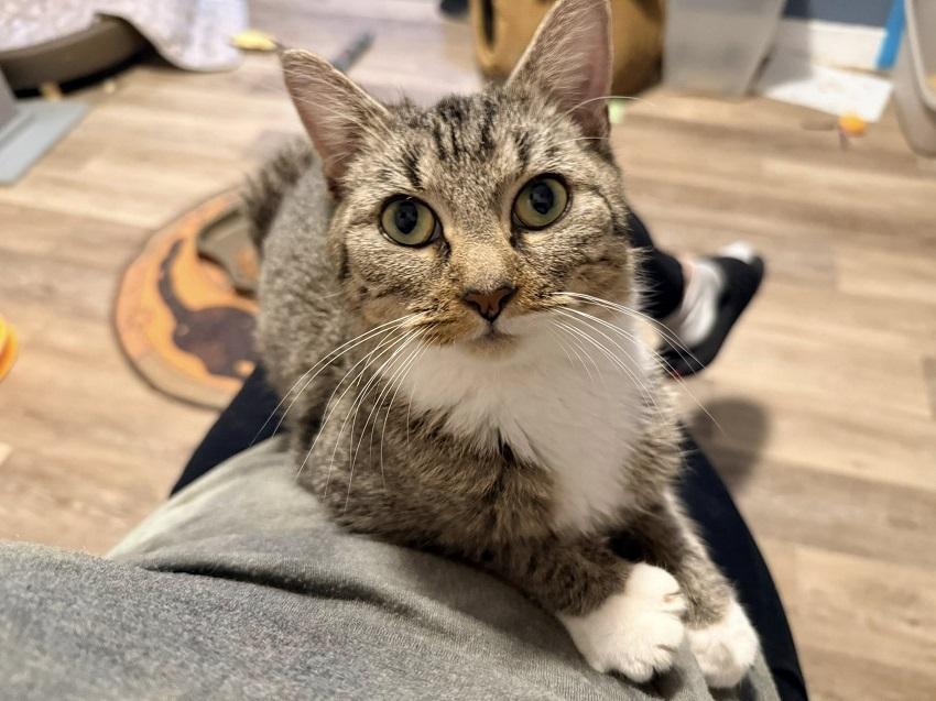 Enlarge ABBY, an adopted Domestic Short Hair in Pegram, TN image 3/3