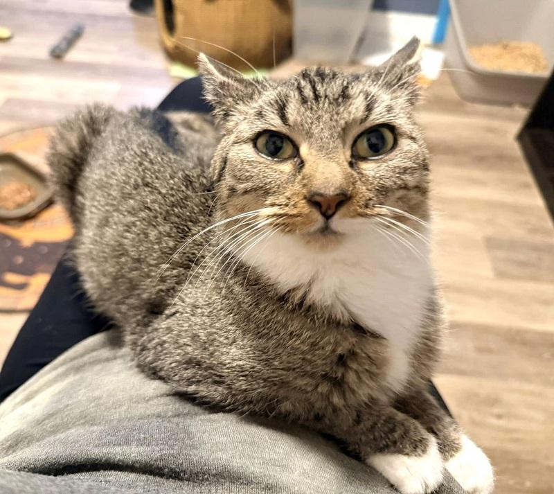 Enlarge ABBY, an adopted Domestic Short Hair in Pegram, TN image 1/3