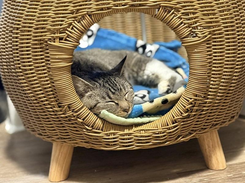 Enlarge ABBY, an adopted Domestic Short Hair in Pegram, TN image 2/3