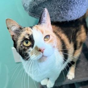 Enlarge Rory, a Adoptable Domestic Short Hair in Washington, DC image 1/6