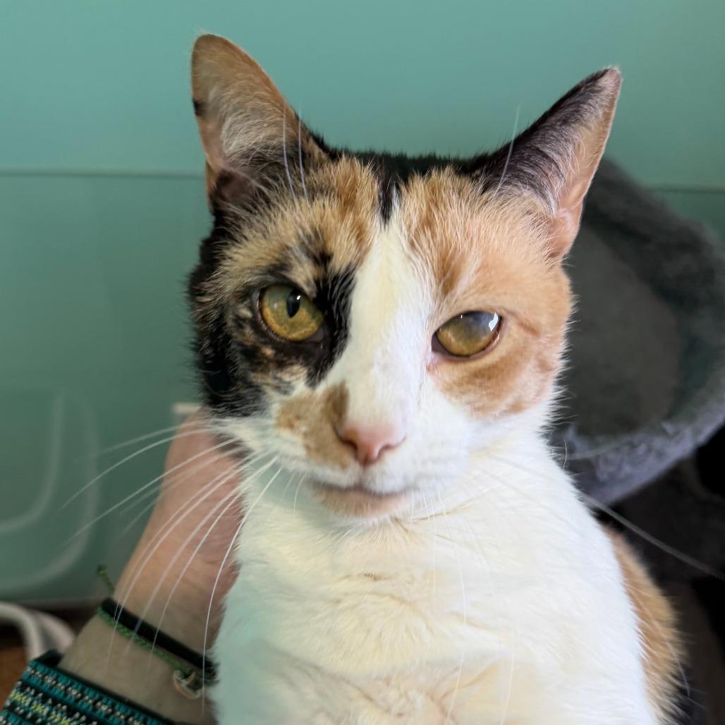 Enlarge Rory, a Adoptable Domestic Short Hair in Washington, DC image 2/6