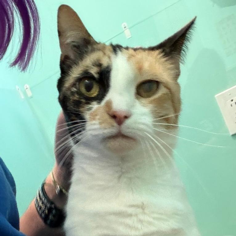 Enlarge Rory, a Adoptable Domestic Short Hair in Washington, DC image 3/6