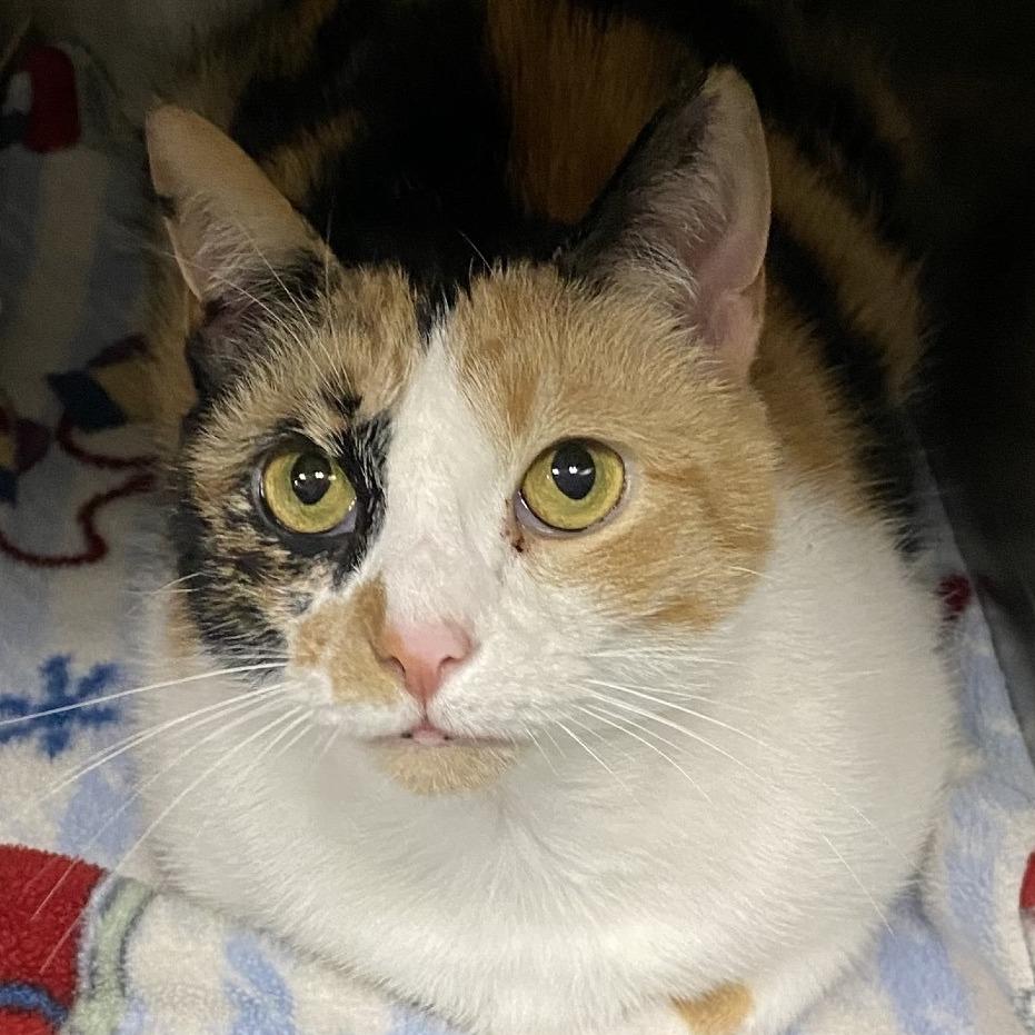 Enlarge Rory, a Adoptable Domestic Short Hair in Washington, DC image 4/6