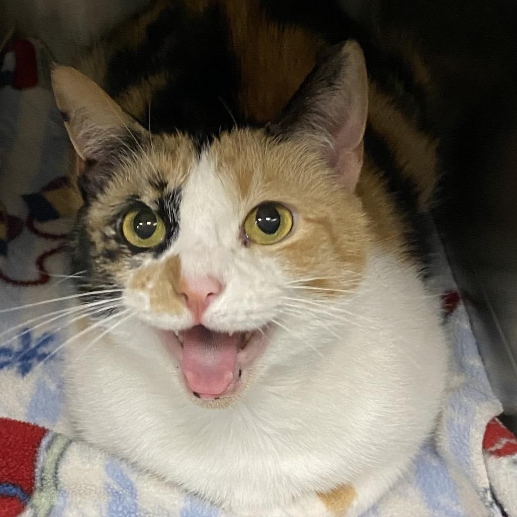 Enlarge Rory, a Adoptable Domestic Short Hair in Washington, DC image 5/6