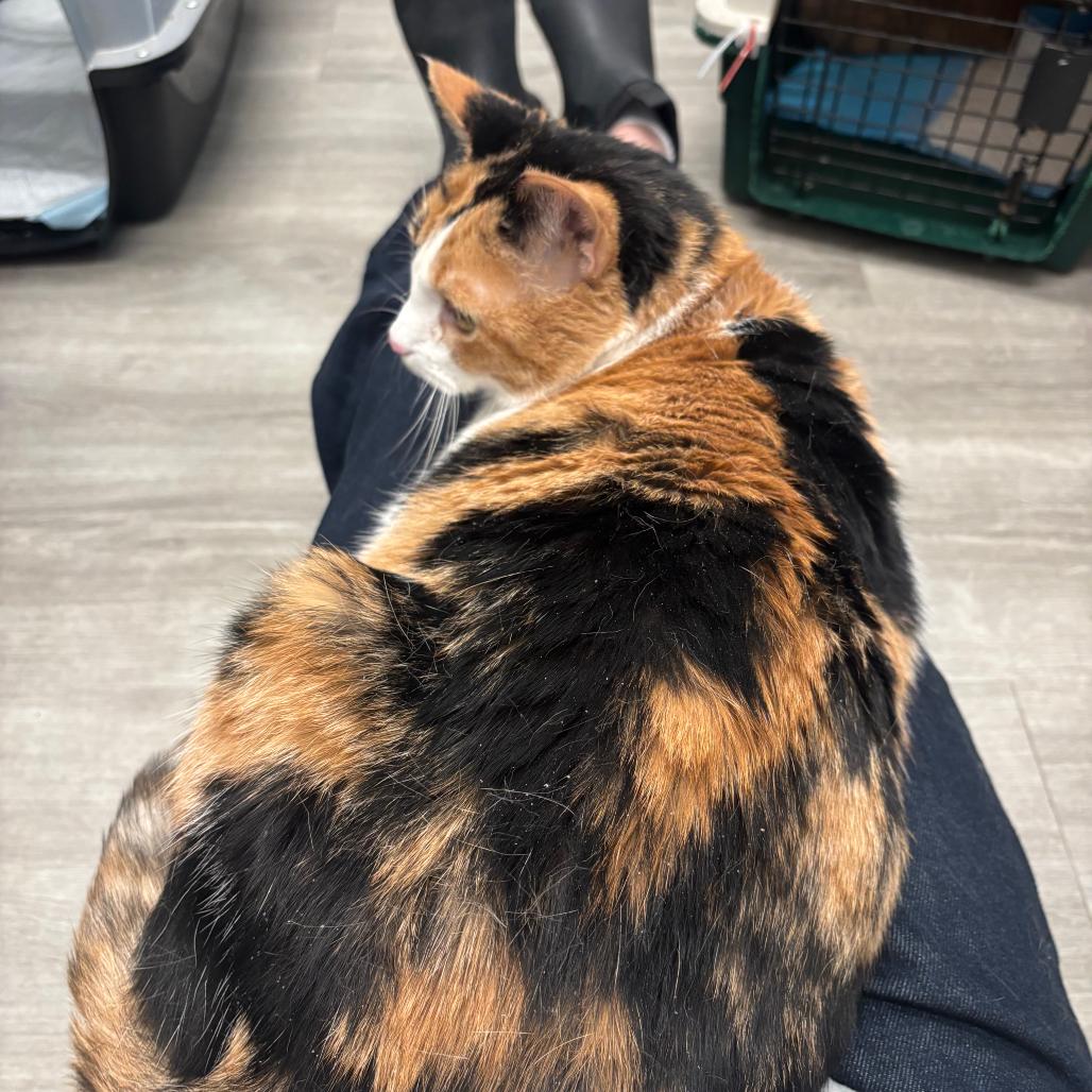 Enlarge Rory, a Adoptable Domestic Short Hair in Washington, DC image 6/6