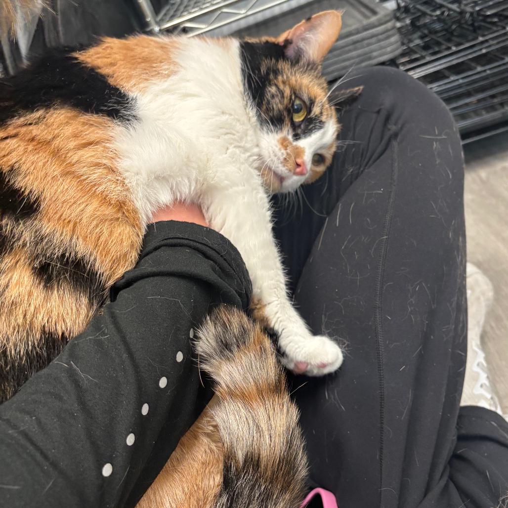 Rory, a Adoptable Domestic Short Hair in Washington, DC image 6/6
